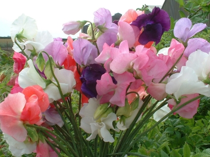 Picture of Sweet Pea Mixes - Mammoth Mixed